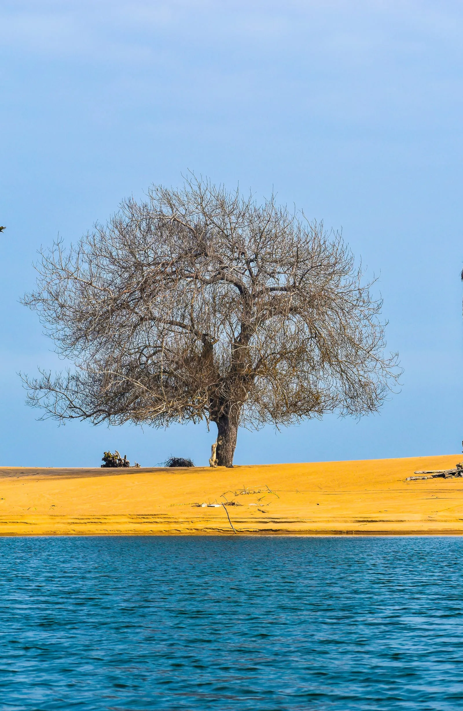 The Sacramento Valley — golden foothills and oak trees under a wide California sky.